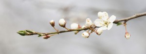 Kleines Alpenveilchen Banner FB Kleines Alpenveilchen Banner FB