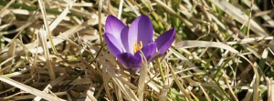 Kleiner lila Krokus Banner FB Kleiner lila Krokus Banner FB