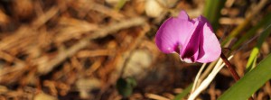 Kleines Alpenveilchen Banner FB Kleines Alpenveilchen Banner FB