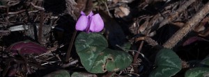 Kleines Alpenveilchen Banner FB Kleines Alpenveilchen Banner FB