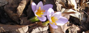 Krokus Banner FB Krokus Banner FB