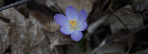 Krokus im alten Laub Banner FB Krokus im alten Laub Banner FB