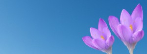 Krokus lila Banner FB Krokus lila Banner FB