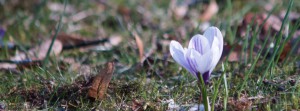 Krokus lila weiß Banner FB Krokus lila weiß Banner FB