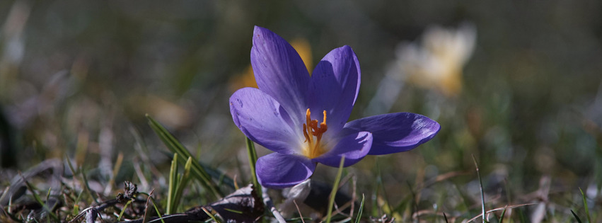 Krokusblüte solo Banner FB Krokusblüte solo Banner FB
