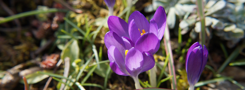 Kokusse lila Banner FB Kokusse lila Banner FB