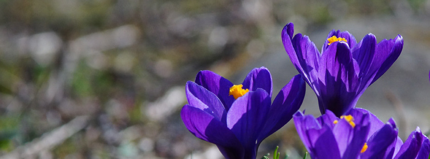 Krokusgruppe blau violett Banner FB Krokusgruppe blau violett Banner FB