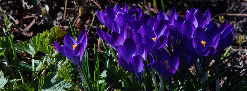Krokusgruppe violett blau Banner FB Krokusgruppe violett blau Banner FB