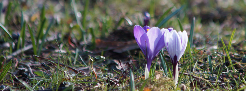 Krokuspaar Banner FB Krokuspaar Banner FB