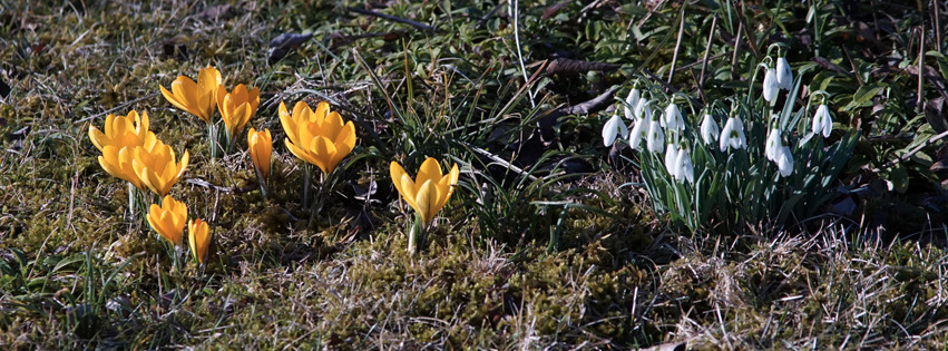 Krokusse gelb und Schneeglöckchen Krokusse gelb und Schneeglöckchen