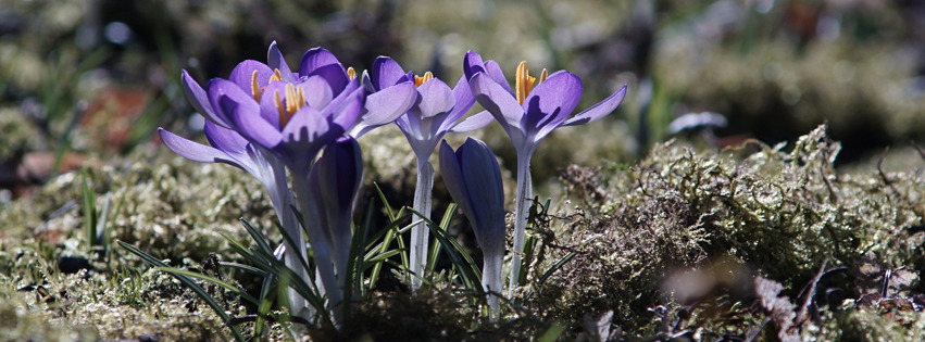 Krokusse lila Banner FB Krokusse lila Banner FB