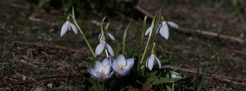 Krokusse und Schneeglöckchen Banner FB Krokusse und Schneeglöckchen Banner FB
