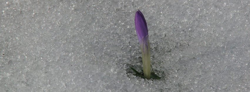 Krokusspitze im Schnee Banner FB Krokusspitze im Schnee Banner FB