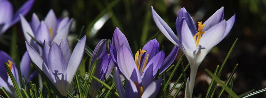 Leuchten der Elfenkrokusse Banner FB Leuchten der Elfenkrokusse Banner FB