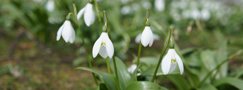 Lichtmessglöckchen Banner FB Lichtmessglöckchen Banner FB