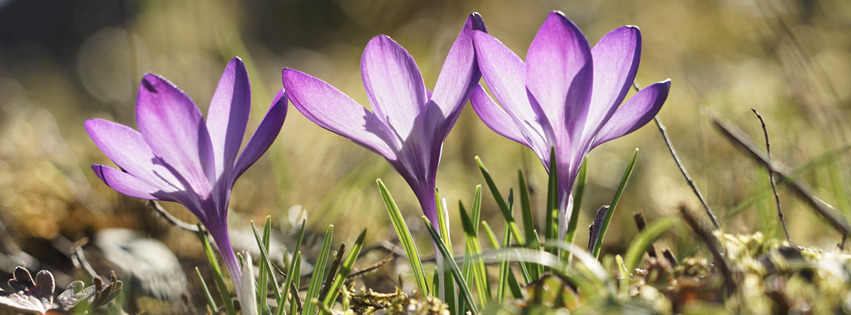 Lila Frühlingsleuchten Banner FB Lila Frühlingsleuchten Banner FB