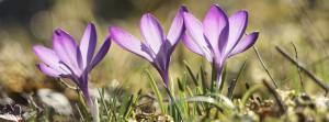 Lila Frühlingsleuchten Banner FB Lila Frühlingsleuchten Banner FB