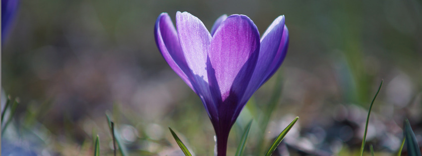 Schöner lila Krokus Banner FB Schöner lila Krokus Banner FB