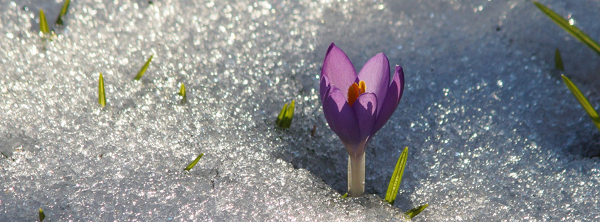 Lila Krokus im Schnee Banner FB Lila Krokus im Schnee Banner FB
