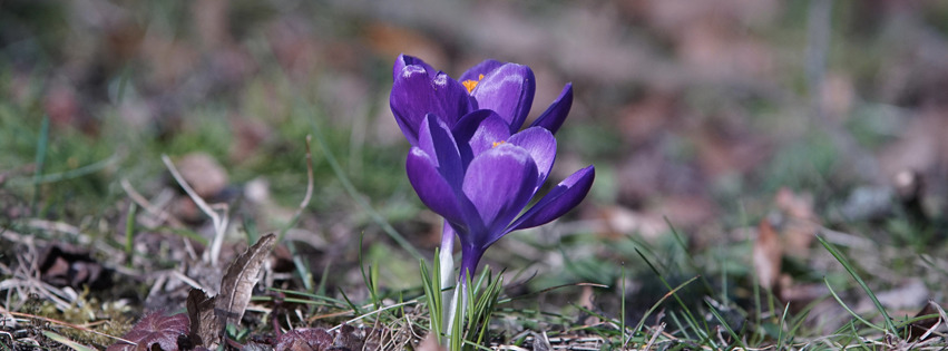 Lila Krokuspaar Banner FB Lila Krokuspaar Banner FB