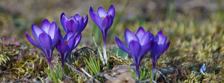 Lila Krokusse Banner FB Lila Krokusse Banner FB