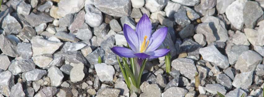 Lilia Krokus in Steinbeet Banner FB Lilia Krokus in Steinbeet Banner FB