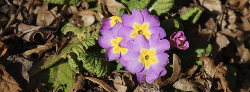 Lilia Primeln Banner FB Lilia Primeln Banner FB