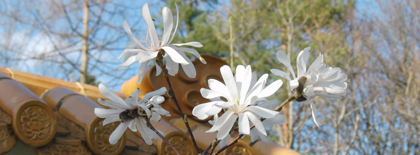 Magnolie am Glücksgarten Banner FB Magnolie am Glücksgarten Banner FB