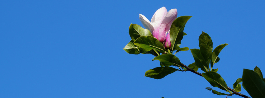 Magnolie im Mai Banner FB Magnolie im Mai Banner FB