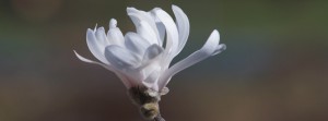 Magnolie weiss FB Banner Magnolie weiss FB Banner