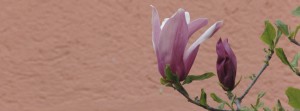 Magnolienbanner terracotta Banner FB Magnolienbanner terracotta Banner FB
