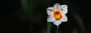 Narzisse weiss-orange FB Banner Narzisse weiss-orange FB Banner