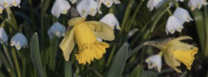 Osterglocken FB-Banner Osterglocken FB-Banner