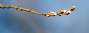 Palmkätzchenzweig Banner FB Palmkätzchenzweig Banner FB