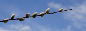 Palmkätzchenzweig Banner FB Palmkätzchenzweig Banner FB