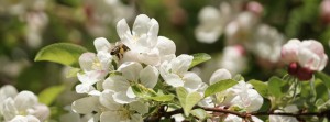 Pollenparadies Apfelblüten Banner FB Pollenparadies Apfelblüten Banner FB