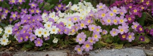 Primelgruppe Banner FB Primelgruppe Banner FB