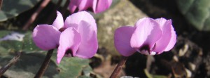 Rosa Alpenveilchen duo Banner FB Rosa Alpenveilchen duo Banner FB