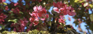 Rosa Blüten auf Ast Banner FB Rosa Blüten auf Ast Banner FB