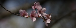 Rosa Blütenzweig Banner FB Rosa Blütenzweig Banner FB
