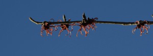 Rote Zaubernuss vor blauen Himmel Banner FB Rote Zaubernuss vor blauen Himmel Banner FB
