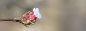 Schneeballblüte Banner FB Schneeballblüte Banner FB