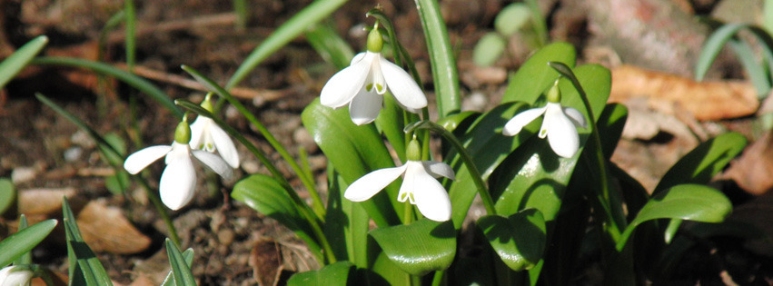 Schneeglöckchen-Banner FB Schneeglöckchen-Banner FB