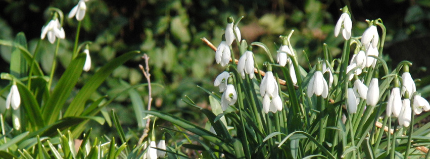Schneeglöckchen-Gruppe Banner FB Schneeglöckchen-Gruppe Banner FB