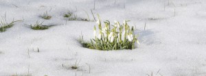 Schneeglöckchen im Schneeloch Banner FB Schneeglöckchen im Schneeloch Banner FB