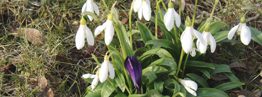 Schneeglöckchen mit Krokus Banner FB Schneeglöckchen mit Krokus Banner FB