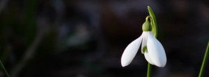 Solo Schneeglöckchen Banner FB Solo Schneeglöckchen Banner FB