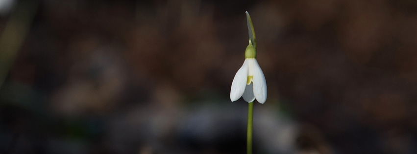 Schneeglöckchen solo 1 Banner FB Schneeglöckchen solo 1 Banner FB