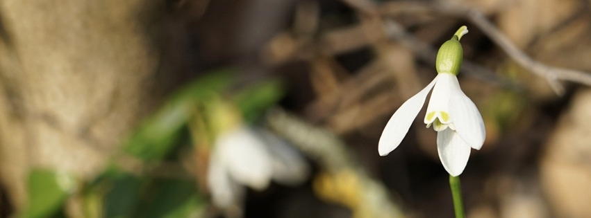 Schneeglöckchen solo Banner FB Schneeglöckchen solo Banner FB