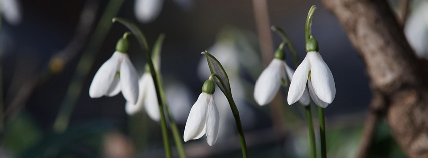 Schneeglöckchenblüten Banner FB Schneeglöckchenblüten Banner FB